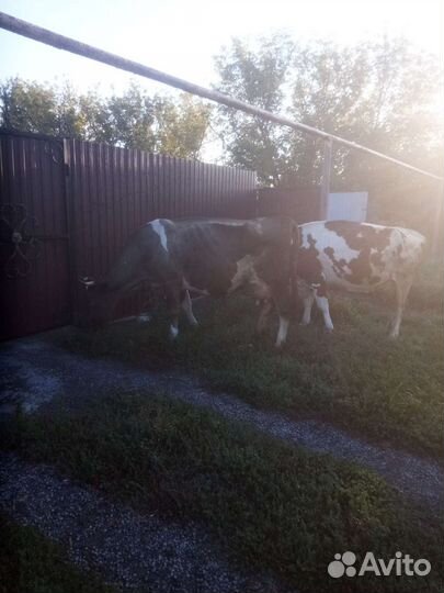 Продам коров