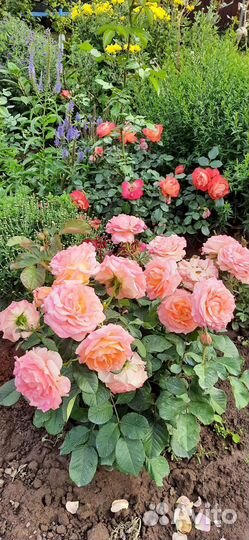 Саженцы Роз