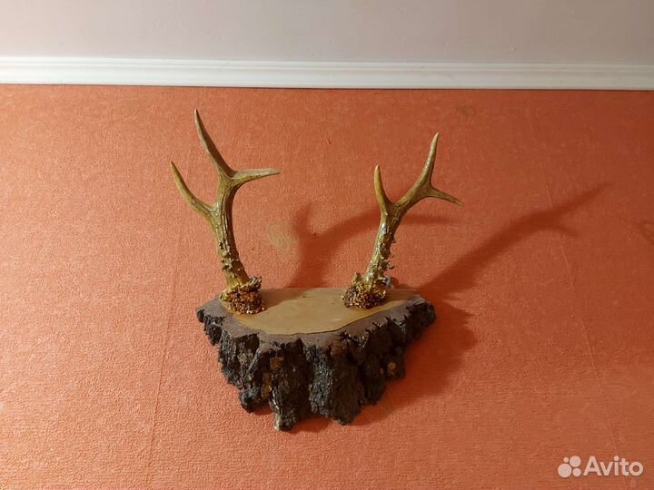 Рога косули