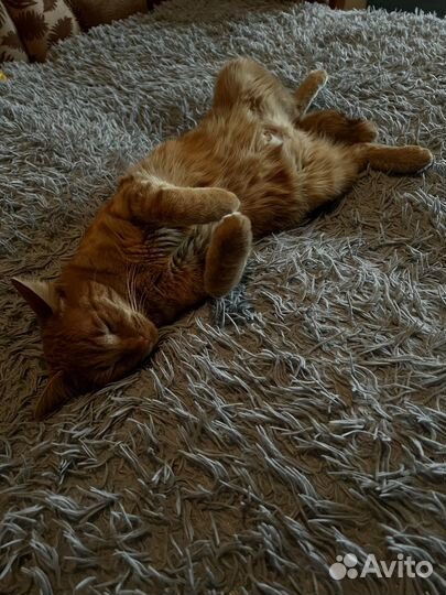 Отдам кота в добрые заботливые руки