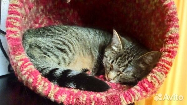 Кошка ищет дом и добрые руки, 1 год, стерилизована