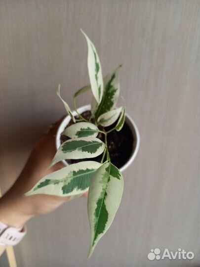 Фикус Твилайт