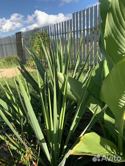 Саженцы многолетних цветов