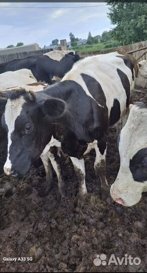 Сельхоз животные