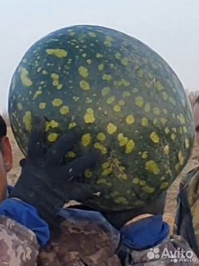 Семена Арбуза