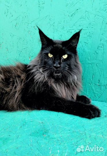 Кошки мейн-кун