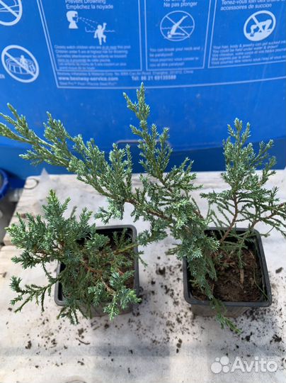 Декоративные кустарники