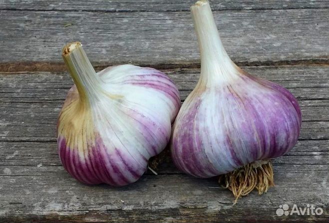 Продам чеснок
