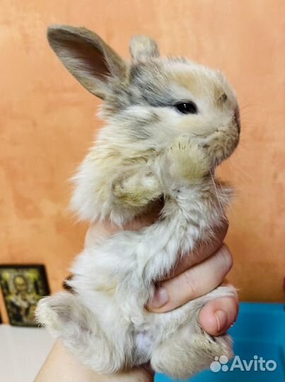 Карликовые крольчата