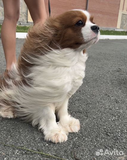 Кавалер кинг чарльз спаниель вязка
