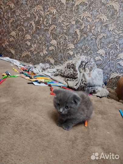 Котята