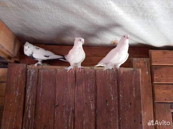 Голуби Андижанские