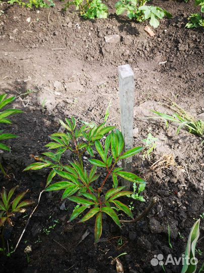 Пион сортовой Ник Шейлор