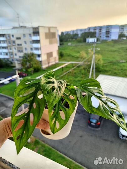 Монстера манки