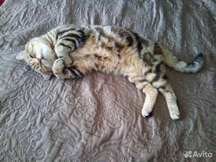 Кот на вязку