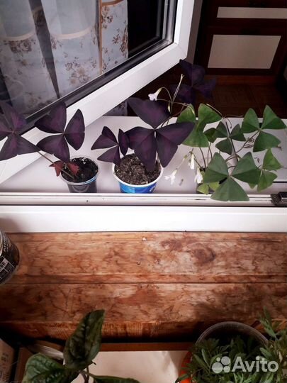 Кислица оксалис зеленая