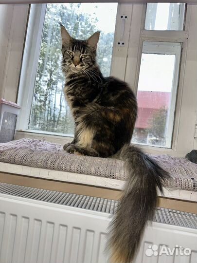 Мейн-кун кошка