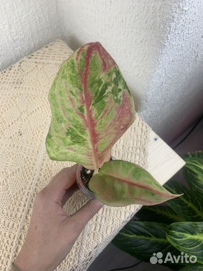 Аглаонема тепличные малыши