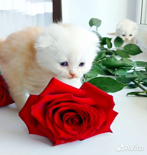 Шотландский кот вязка