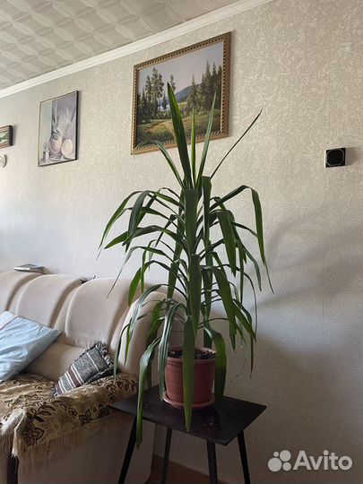 Живые цветы