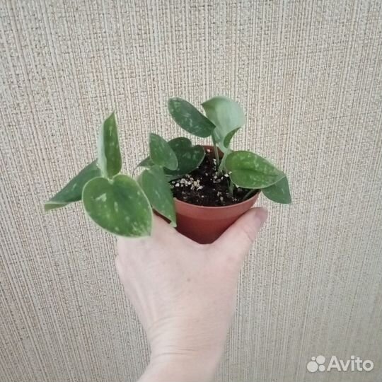 Сциндапсус сильвер энн