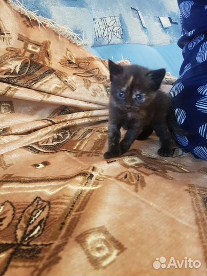 Котята в добрые руки бесплатно кот и девочка