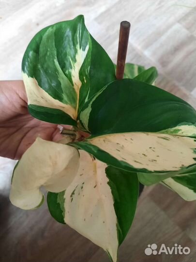 Сциндапсус