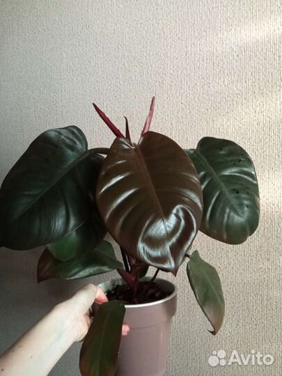 Филодендроны 15 сортов