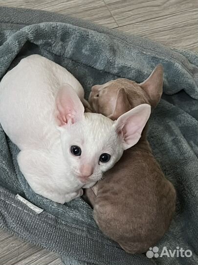 Котёнок корниш-рекс
