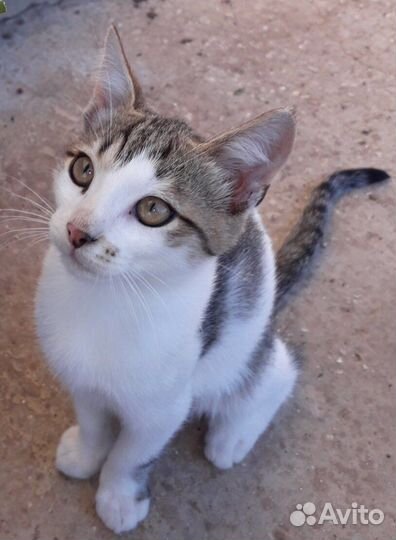 Красивые маленькие котята замерзают,мышеловы