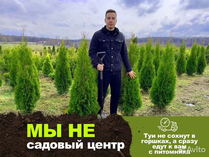 Туи свежая копка 2023