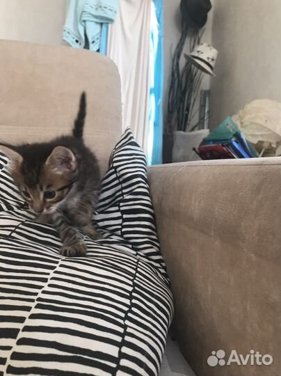 Кошка в дар