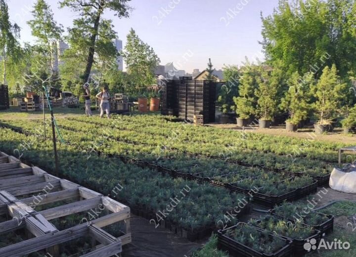 Саженцы кедра от производителя