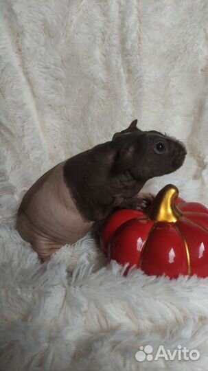 Морская свинка скинни девочка