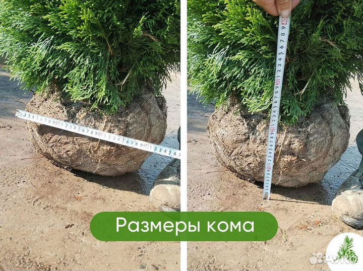 Туя смарагд - опт