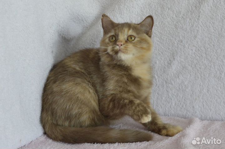 Британская кошка