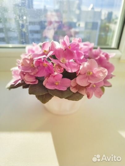 Фиалки сортовые детки, коллизия розовая, каланхое