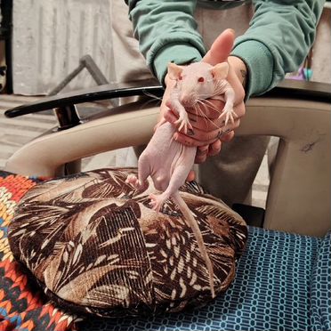 Крыса сфинкс