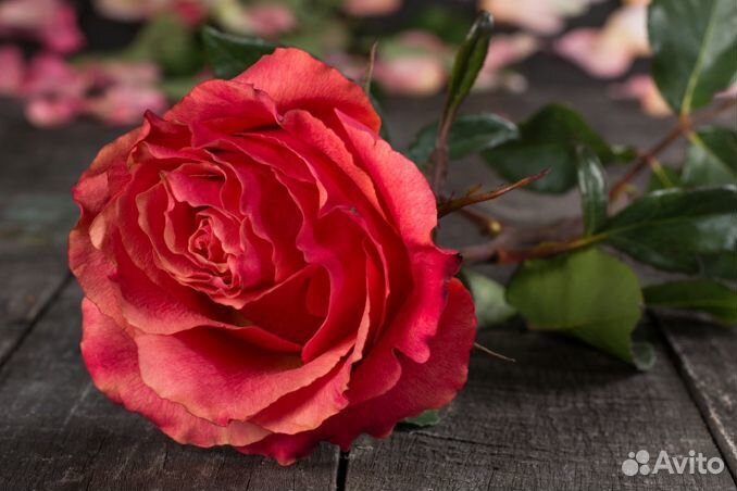 Роза Эквадор Оптом и в розницу