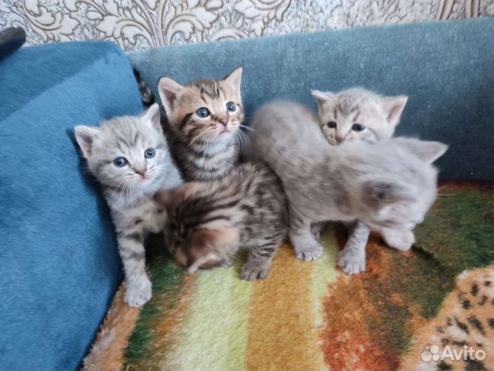 Кошки шотландцы