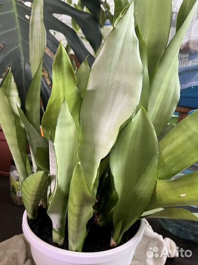 Комнатные растения: Сансевиерия. Сциндапсус