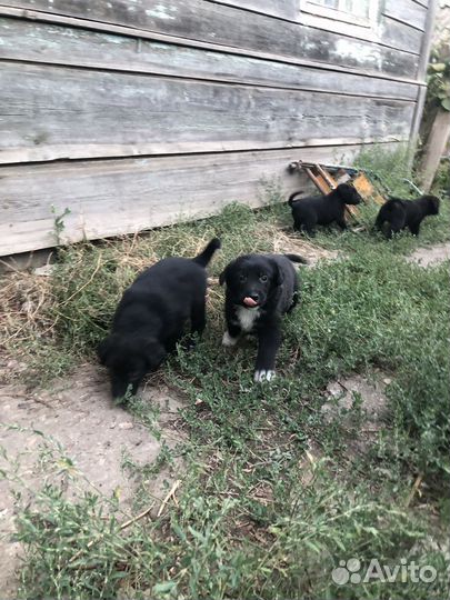 Щенок в добрые руки