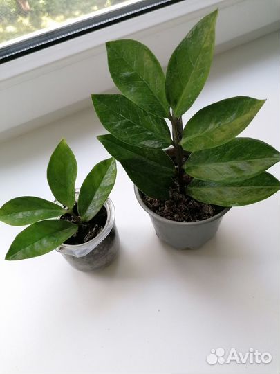 Продам комнатные цветы