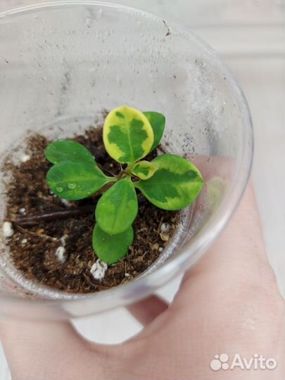 Эуфорбия lactea green yellow, молочай миля вар