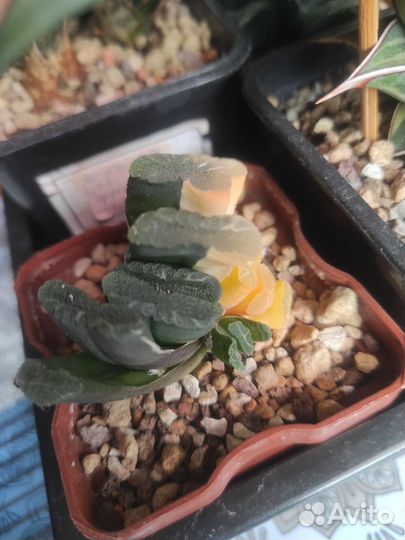 Haworthia truncata var, Gasteria armstrongii var