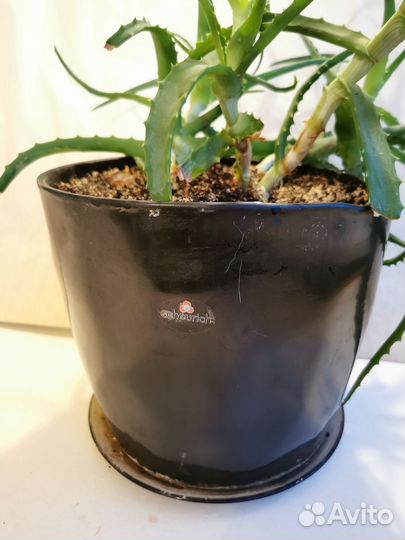 Алоэ в керамическом горшке