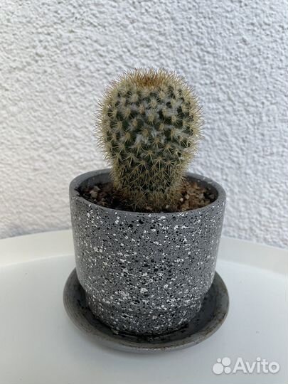 Кактус мамиллярия