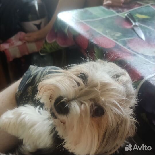 Бивер йорк мини
