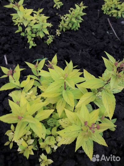 Многолетники,кустарники,растения,цветы