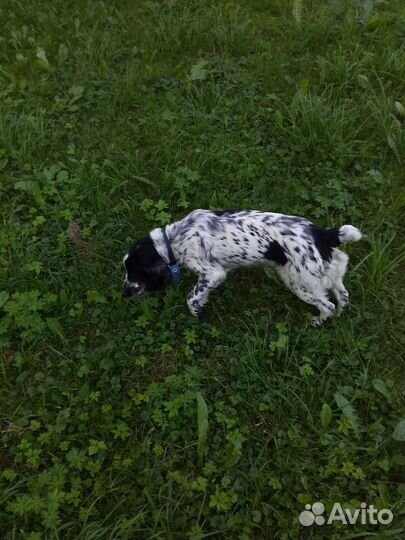 Собаки бесплатно в добрые руки